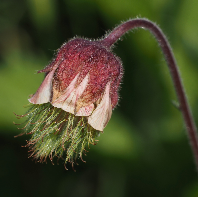 Kuklík potoční (Geum rivale)