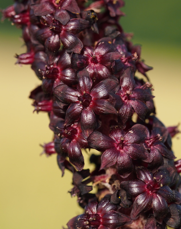 Kýchavice černá (Veratrum nigrum)
