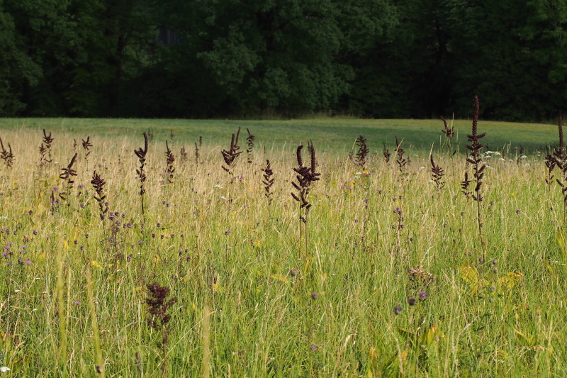 Kýchavice černá (Veratrum nigrum)