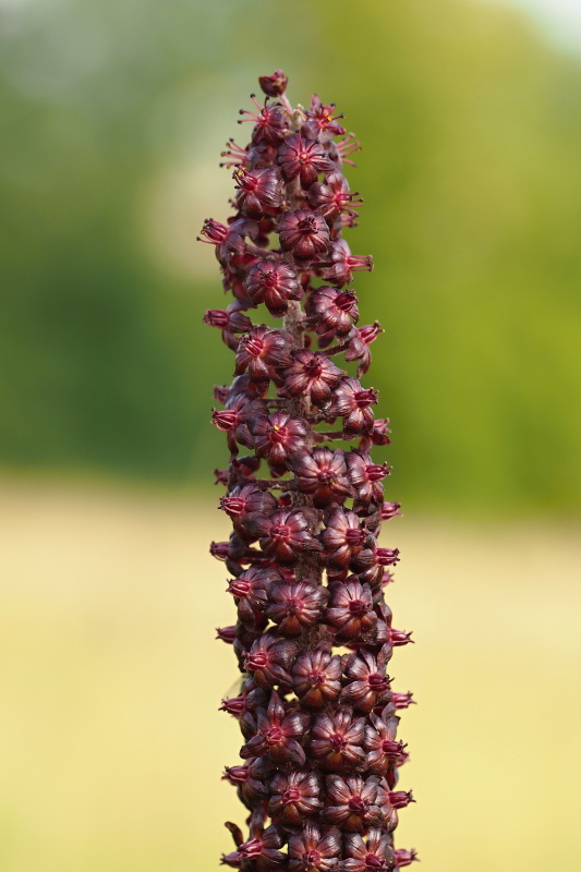 Kýchavice černá (Veratrum nigrum)