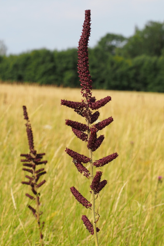 Kýchavice černá (Veratrum nigrum)
