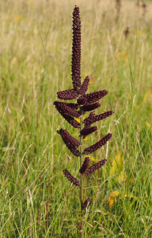 Kýchavice černá (Veratrum nigrum)