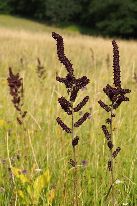 Kýchavice černá (Veratrum nigrum)