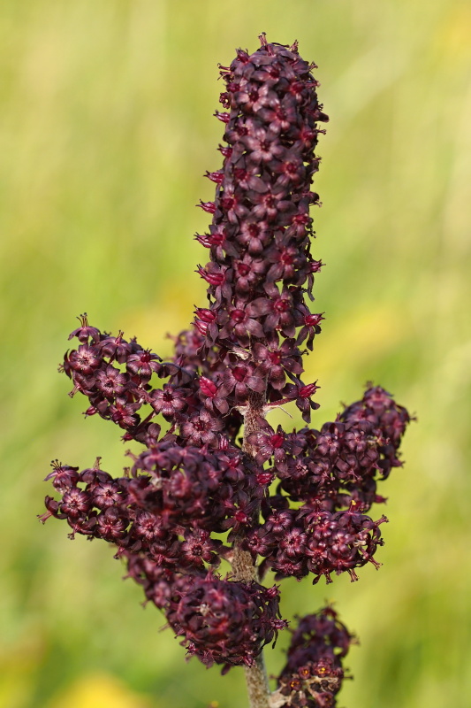 Kýchavice černá (Veratrum nigrum)