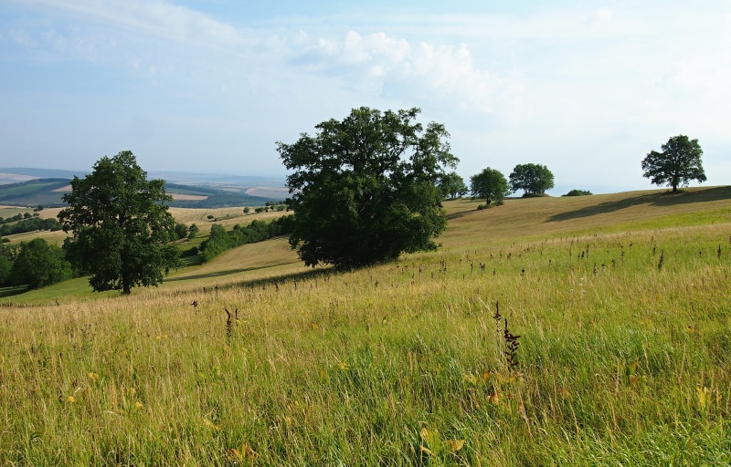 Kýchavice černá (Veratrum nigrum)