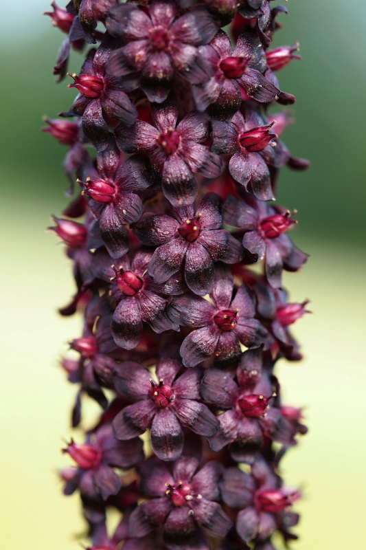 Kýchavice černá (Veratrum nigrum)