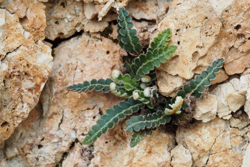 Kyvor lékařský (Ceterach officinarum)