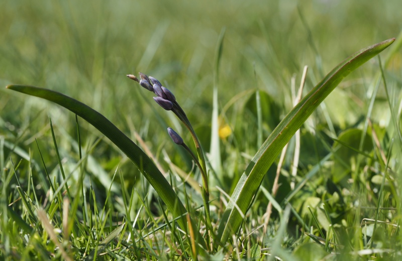 Ladoňka dvoulistá pravá rakouská (Scilla bifolia subsp. bifolia var. drunensis)