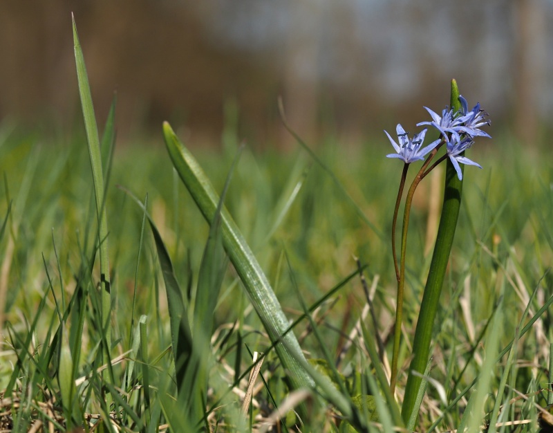Ladoňka dvoulistá pravá rakouská (Scilla bifolia subsp. bifolia var. drunensis)