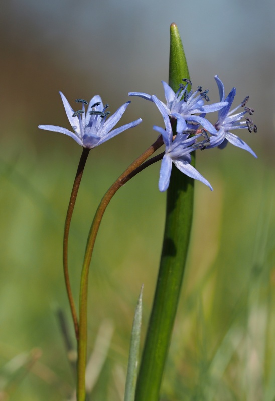 Ladoňka dvoulistá pravá rakouská (Scilla bifolia subsp. bifolia var. drunensis)