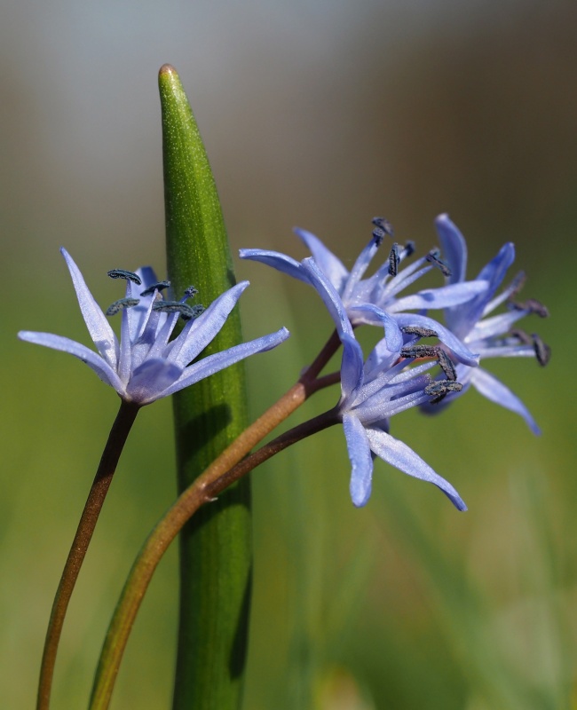 Ladoňka dvoulistá pravá rakouská (Scilla bifolia subsp. bifolia var. drunensis)