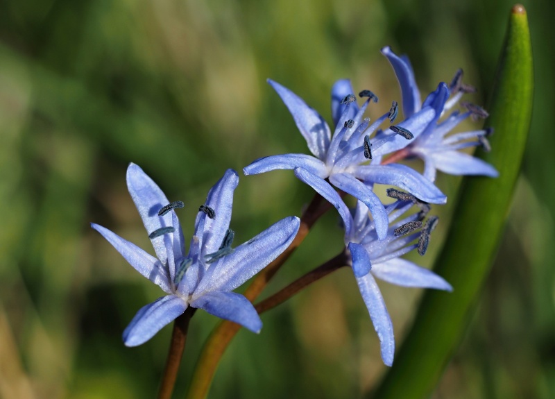 Ladoňka dvoulistá pravá rakouská (Scilla bifolia subsp. bifolia var. drunensis)