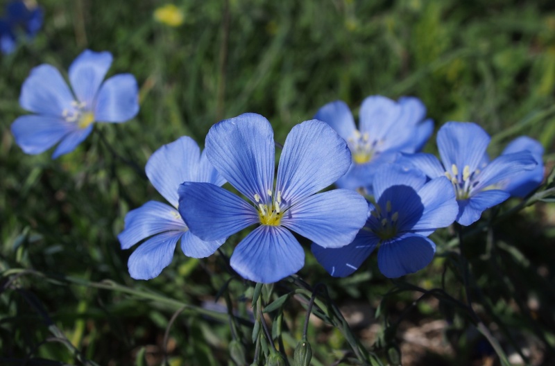 Len rakouský (Linum austriacum)