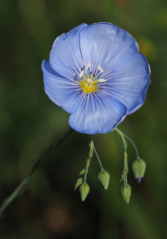 Len vytrvalý (Linum perenne)