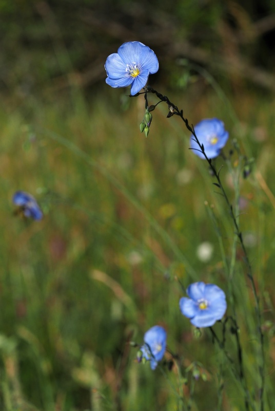 Len vytrvalý (Linum perenne)