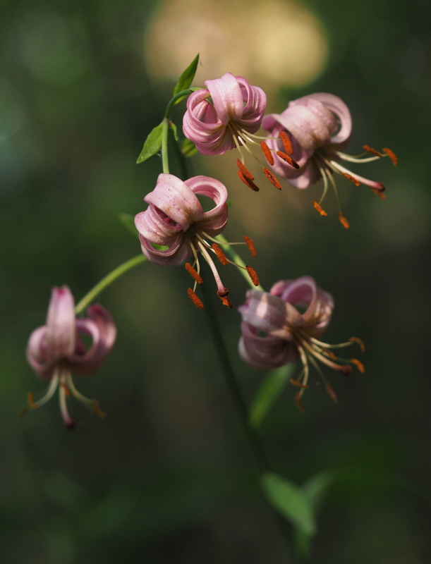 Lilie zlatohlavá (Lilium martagon)