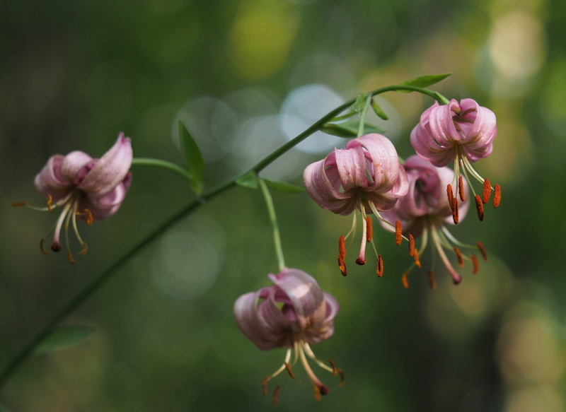Lilie zlatohlavá (Lilium martagon)