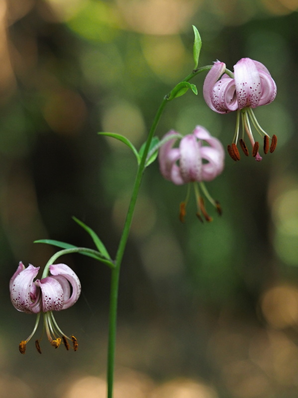 Lilie zlatohlavá (Lilium martagon)