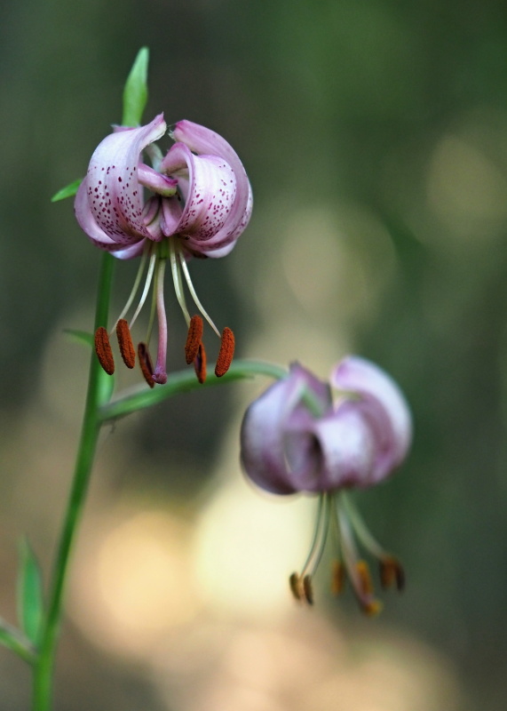 Lilie zlatohlavá (Lilium martagon)