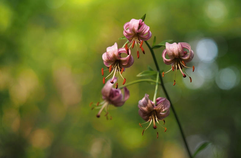 Lilie zlatohlavá (Lilium martagon)
