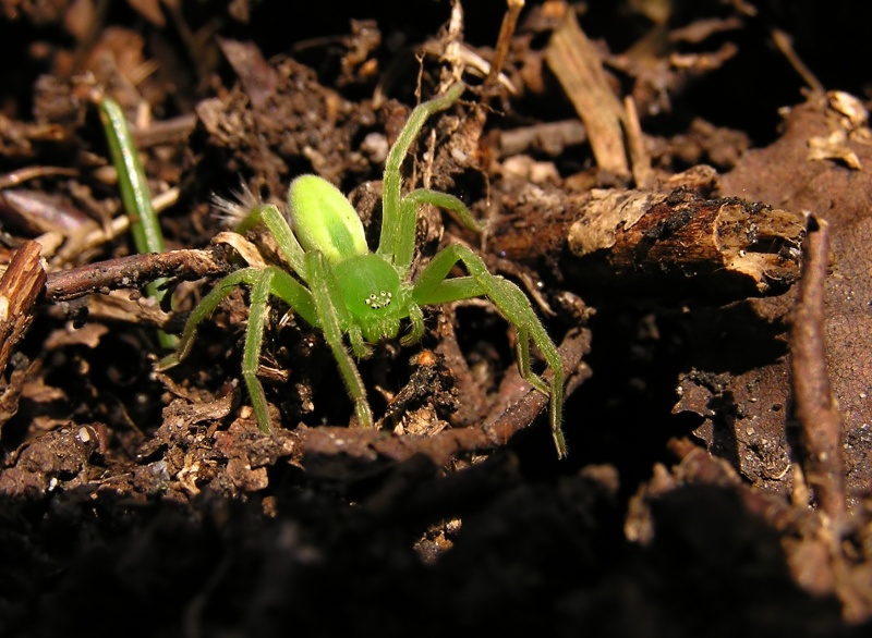 Maloočka smaragdová (Micrommata virescens)