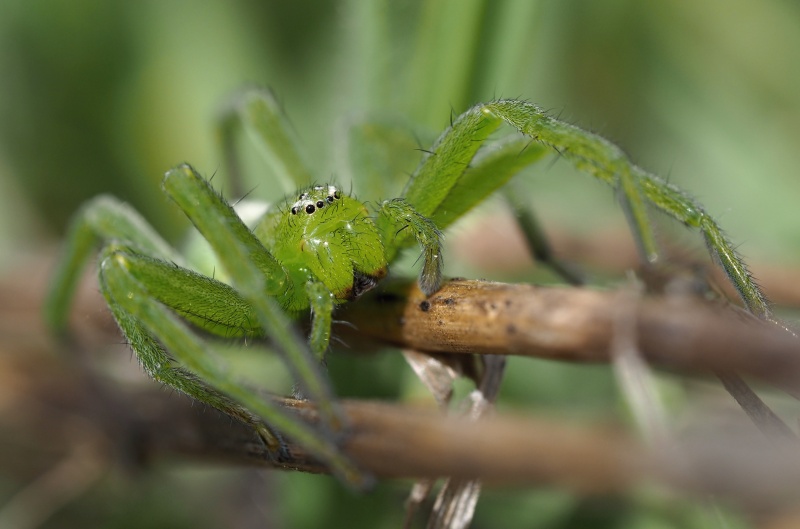 Maloočka smaragdová (Micrommata virescens)