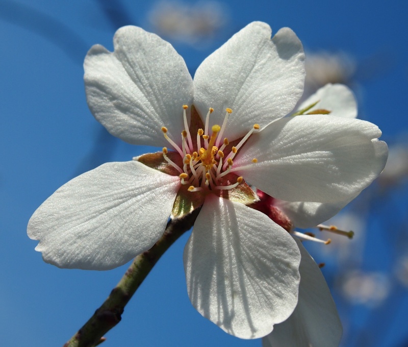 Mandloň obecná (Prunus dulcis)