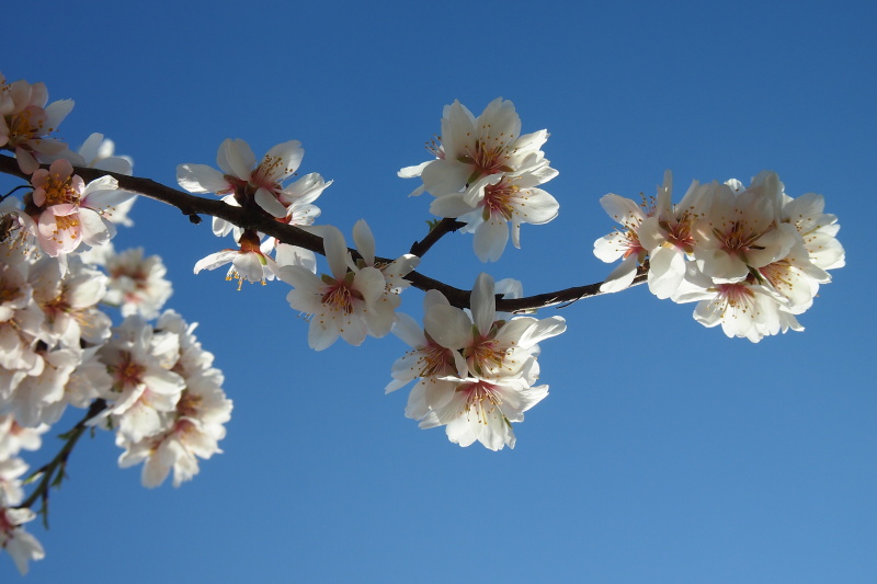 Mandloň obecná (Prunus dulcis)