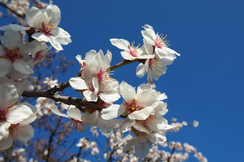 Mandloň obecná (Prunus dulcis)