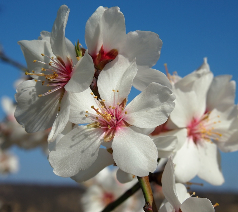 Mandloň obecná (Prunus dulcis)