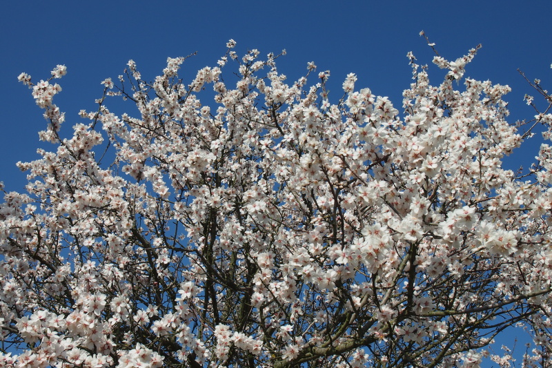 Mandloň obecná (Prunus dulcis)