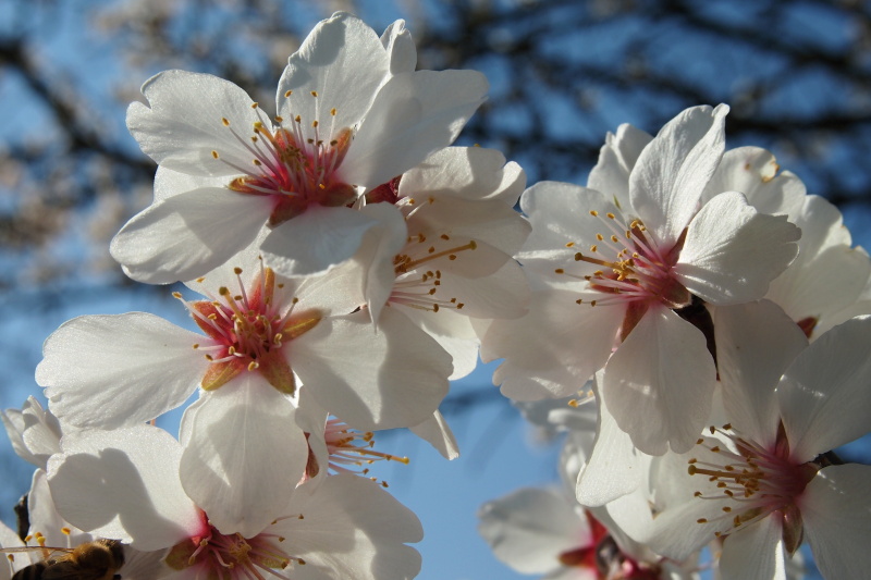 Mandloň obecná (Prunus dulcis)