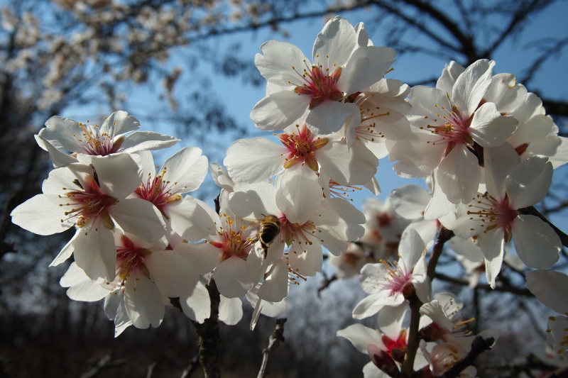 Mandloň obecná (Prunus dulcis)