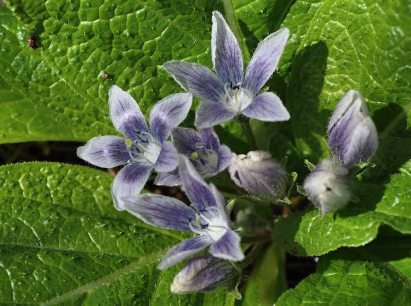 Mandragora lékařská (Mandragora officinarum, syn. Mandragora officinalis) 