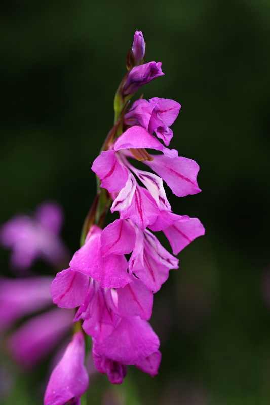 Mečík střechovitý (Gladiolus imbricatus) 