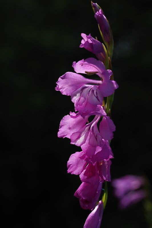Mečík střechovitý (Gladiolus imbricatus)