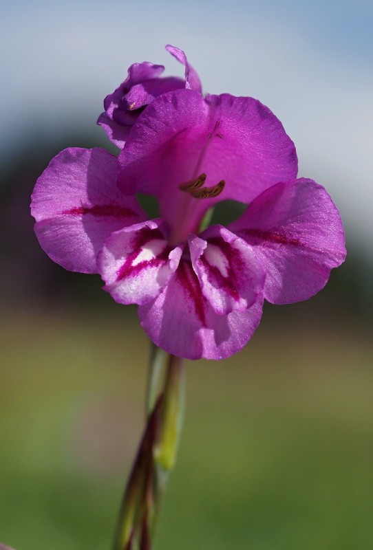 Mečík střechovitý (Gladiolus imbricatus)