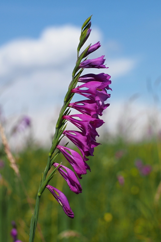 Mečík střechovitý (Gladiolus imbricatus)