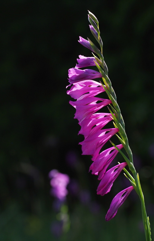 Mečík střechovitý (Gladiolus imbricatus)