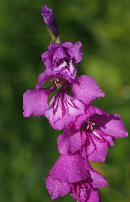 Mečík střechovitý (Gladiolus imbricatus)