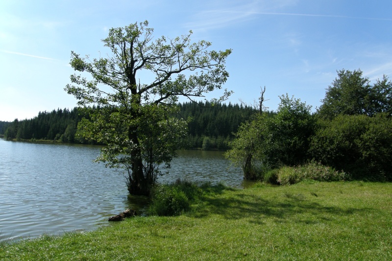 Medlovský rybník