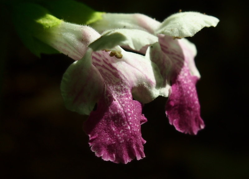 Medovník meduňkolistý (Melittis melissophyllum)