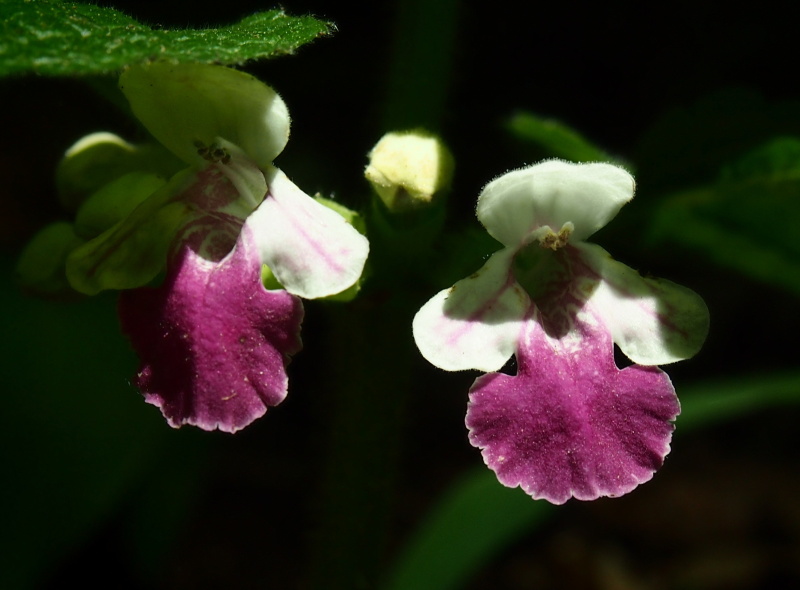 Medovník meduňkolistý (Melittis melissophyllum)