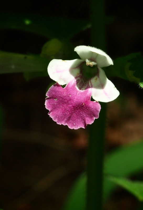 Medovník meduňkolistý (Melittis melissophyllum)