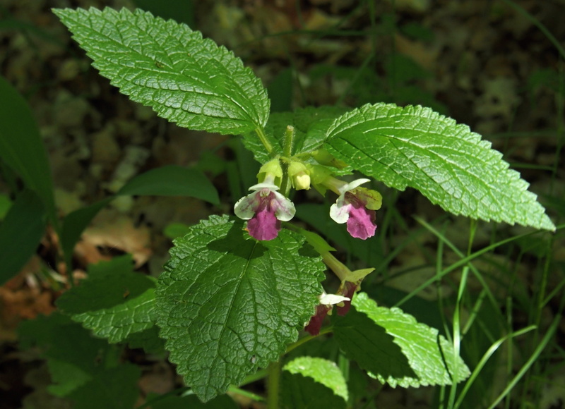 Medovník meduňkolistý (Melittis melissophyllum)