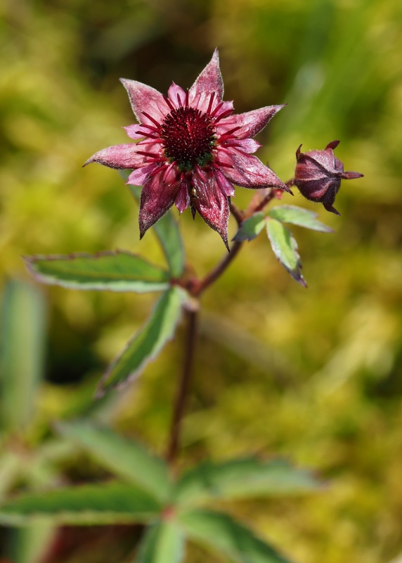Mochna bahenní (Potentilla palustris)