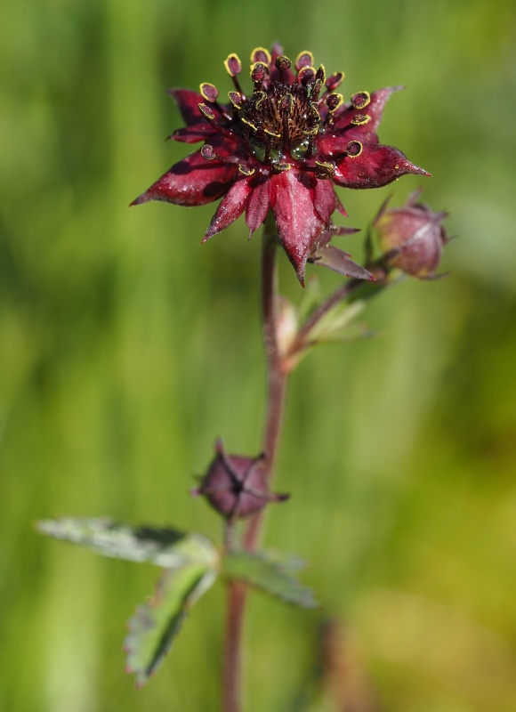 Mochna bahenní (Potentilla palustris)