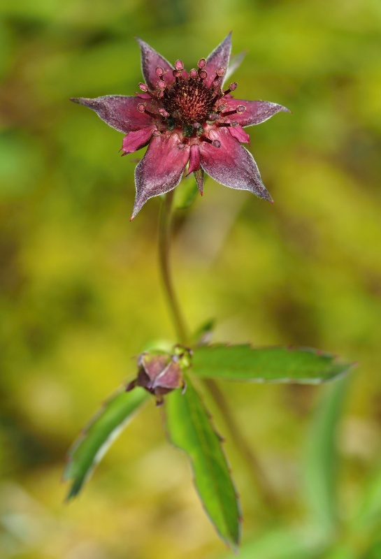 Mochna bahenní (Potentilla palustris)