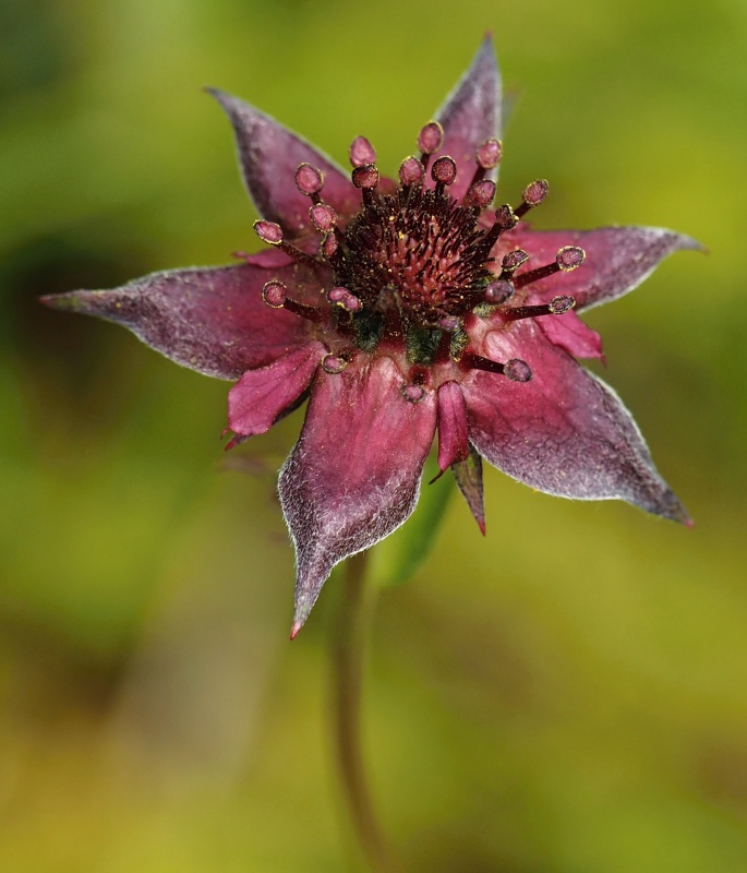 Mochna bahenní (Potentilla palustris)
