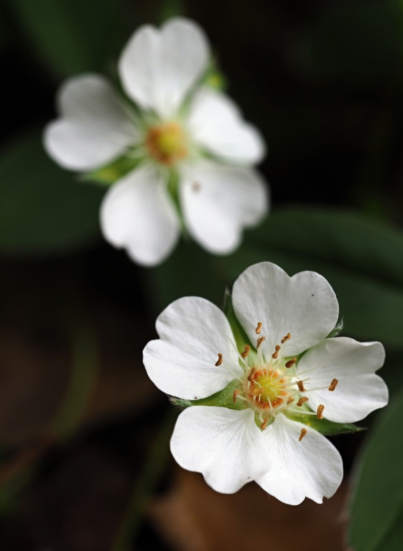 Mochna bílá (Potentilla alba)